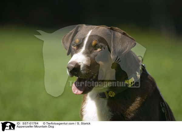 Appenzeller Mountain Dog / SST-01764