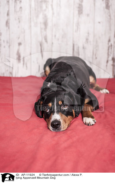 lying Appenzell Mountain Dog / AP-11924