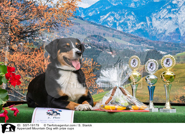 Appenzell Mountain Dog with prize cups / SST-19179