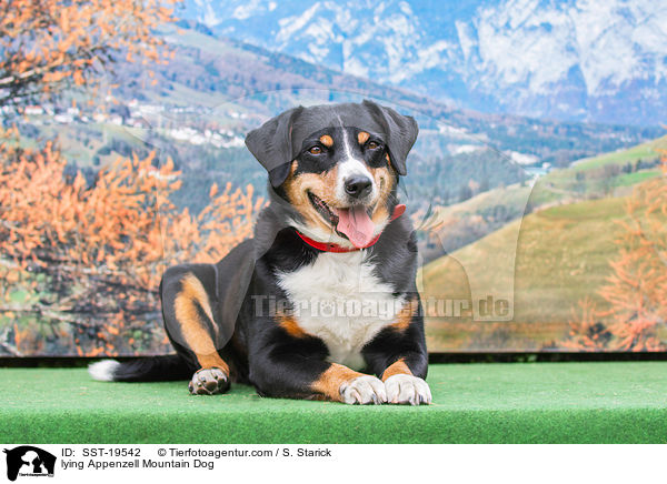 lying Appenzell Mountain Dog / SST-19542