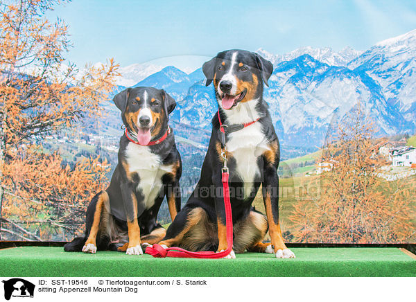 sitting Appenzell Mountain Dog / SST-19546