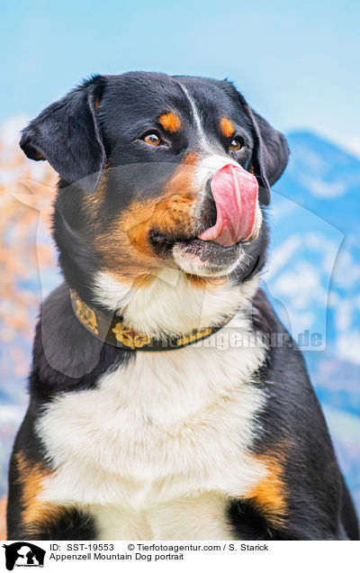Appenzell Mountain Dog portrait / SST-19553