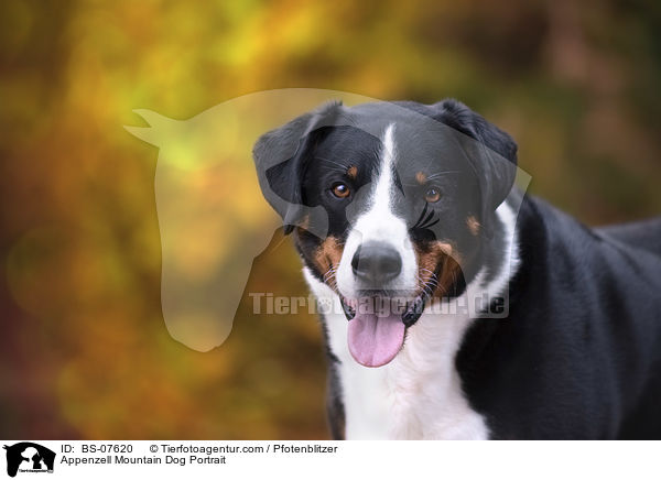 Appenzell Mountain Dog Portrait / BS-07620