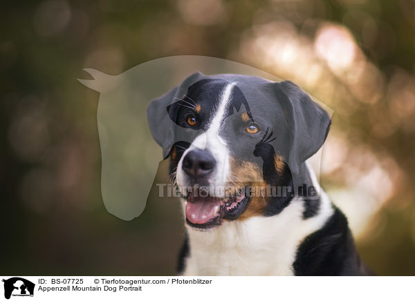Appenzell Mountain Dog Portrait / BS-07725