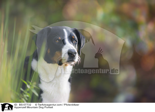 Appenzell Mountain Dog Portrait / BS-07732