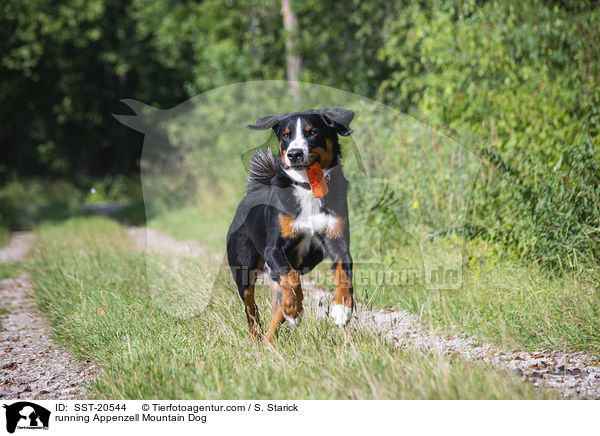 running Appenzell Mountain Dog / SST-20544