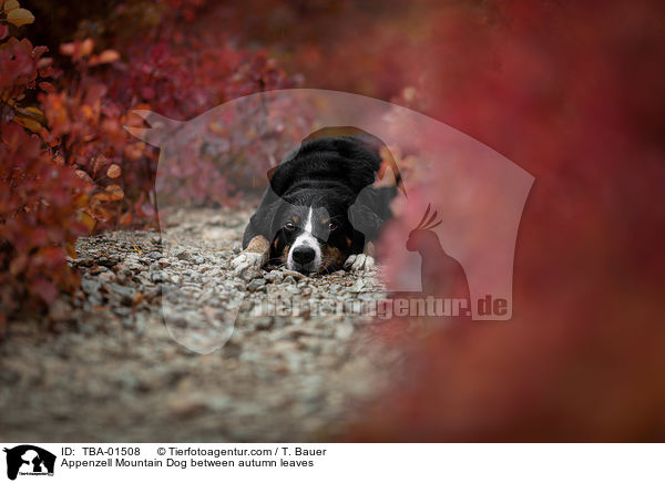 Appenzell Mountain Dog between autumn leaves / TBA-01508