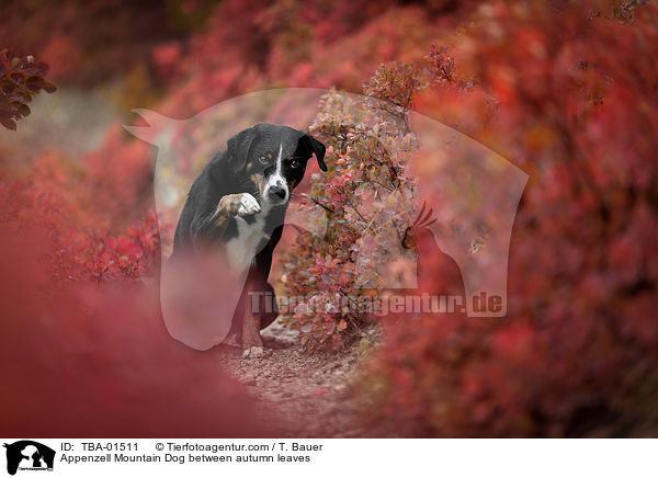 Appenzell Mountain Dog between autumn leaves / TBA-01511