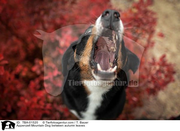 Appenzell Mountain Dog between autumn leaves / TBA-01520