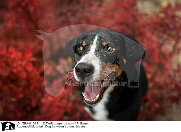 Appenzell Mountain Dog between autumn leaves / TBA-01521
