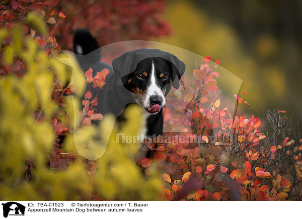 Appenzell Mountain Dog between autumn leaves / TBA-01523