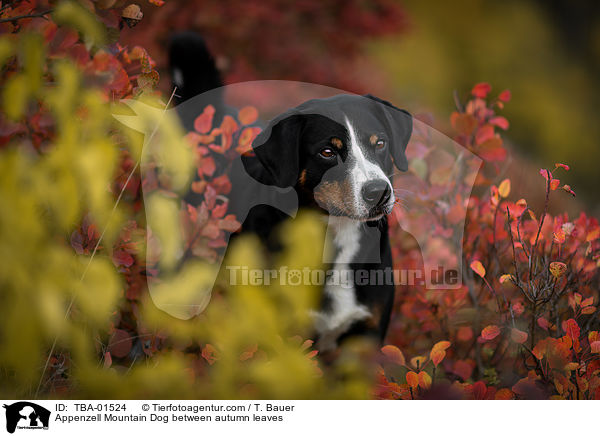 Appenzell Mountain Dog between autumn leaves / TBA-01524