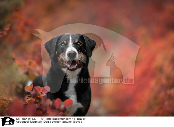 Appenzell Mountain Dog between autumn leaves / TBA-01527