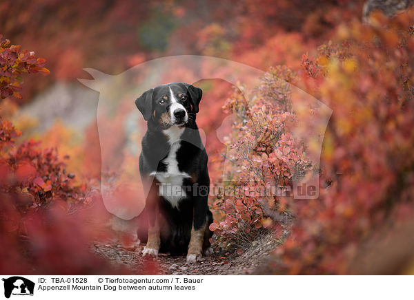 Appenzell Mountain Dog between autumn leaves / TBA-01528