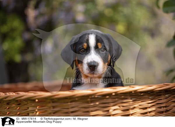 Appenzeller Mountain Dog Puppy / MW-17814