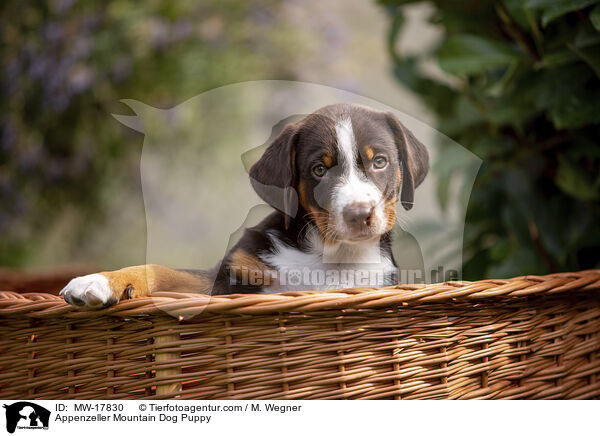 Appenzeller Mountain Dog Puppy / MW-17830
