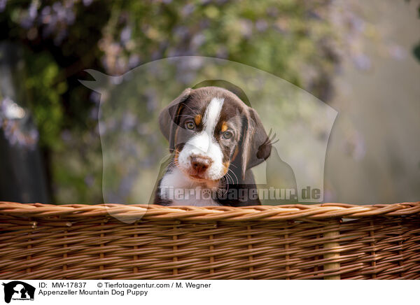 Appenzeller Mountain Dog Puppy / MW-17837