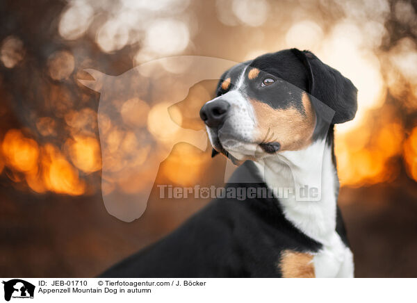 Appenzell Mountain Dog in autumn / JEB-01710