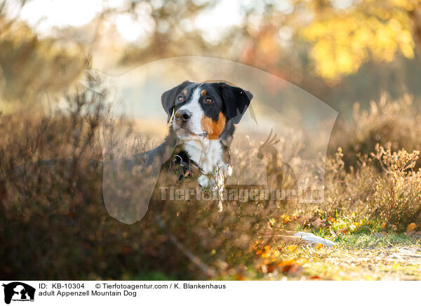 adult Appenzell Mountain Dog / KB-10304