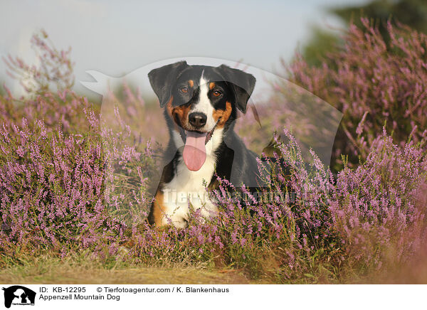 Appenzell Mountain Dog / KB-12295