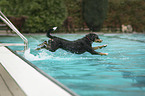 Appenzell Mountain Dog in the pool