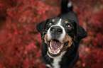 Appenzell Mountain Dog between autumn leaves