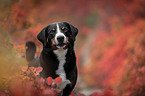 Appenzell Mountain Dog between autumn leaves