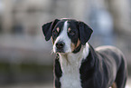 female Appenzell Mountain Dog