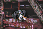 Appenzell Mountain Dog
