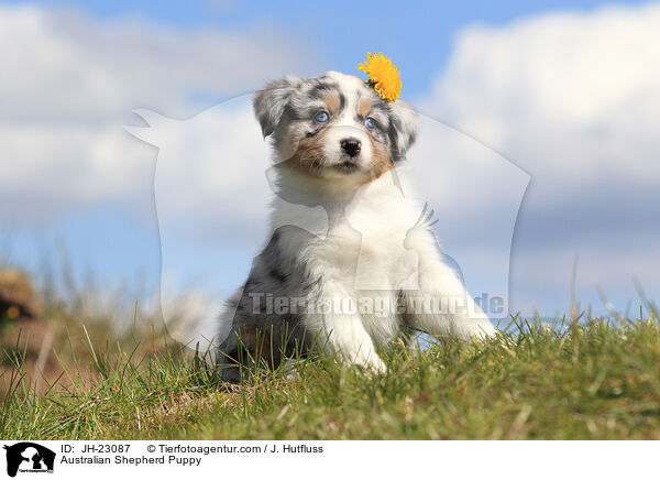 Australian Shepherd Puppy / JH-23087