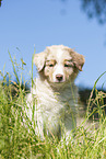 8 weeks old Australian Shepherd puppy