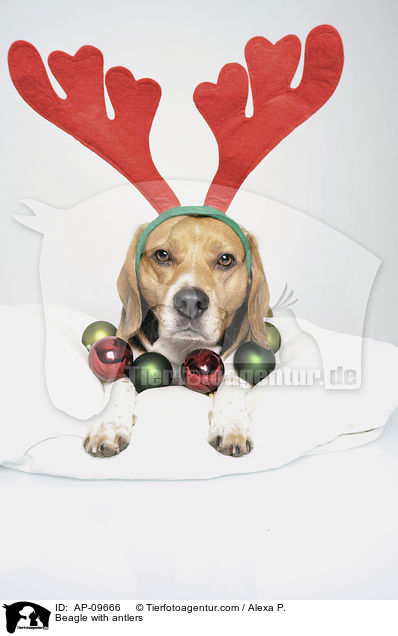 Beagle with antlers / AP-09666