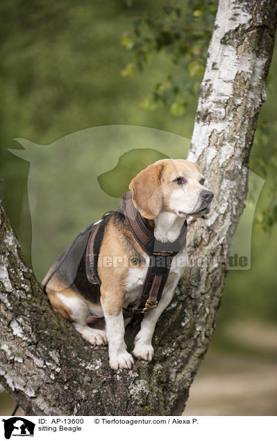 sitzender Beagle / sitting Beagle / AP-13600