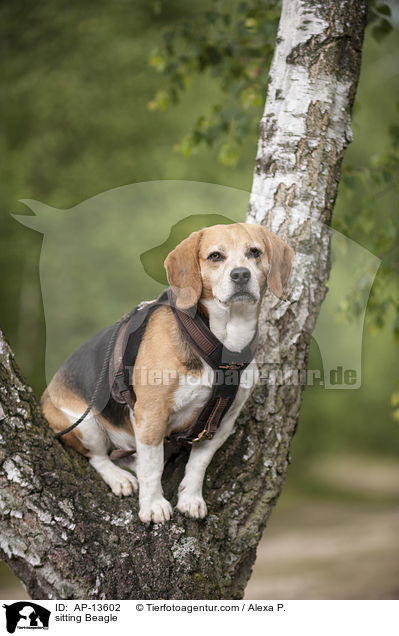 sitzender Beagle / sitting Beagle / AP-13602
