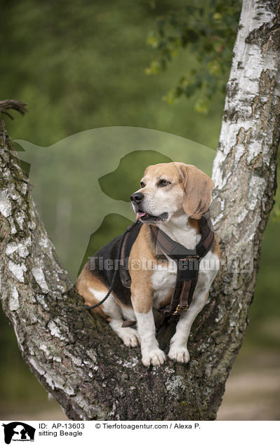 sitzender Beagle / sitting Beagle / AP-13603
