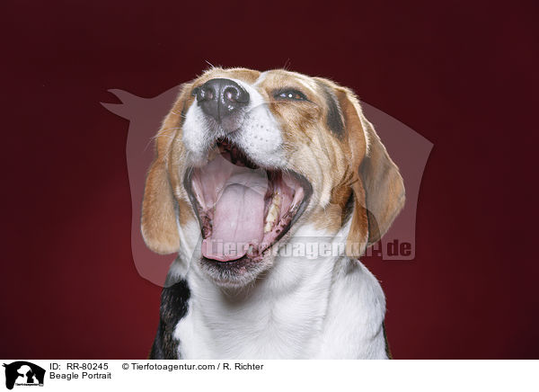 Beagle Portrait / RR-80245