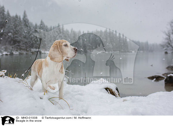 Beagle in the snow / MHO-01008