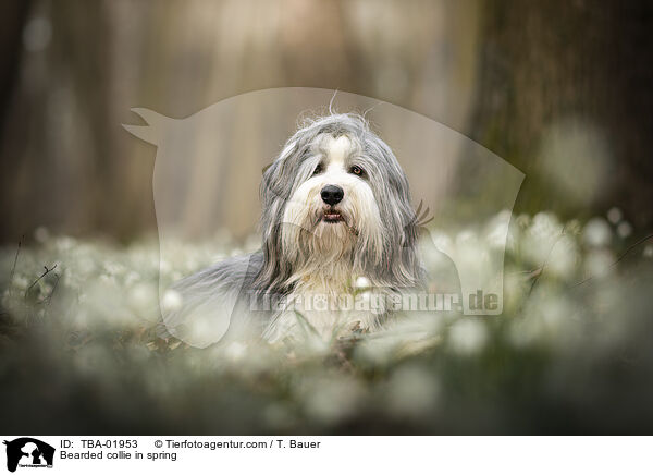 Bearded collie in spring / TBA-01953