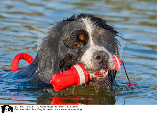 Bernese Mountain Dog is trained as a water rescue dog / SST-19023