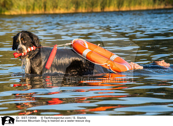Bernese Mountain Dog is trained as a water rescue dog / SST-19068