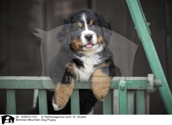 Bernese Mountain Dog Puppy / SGR-01103