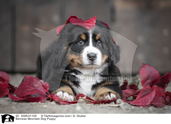 Bernese Mountain Dog Puppy / SGR-01105