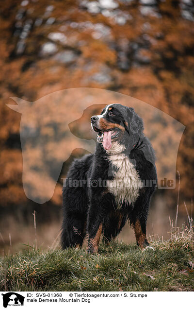 male Bernese Mountain Dog / SVS-01368