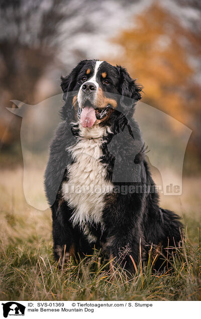 male Bernese Mountain Dog / SVS-01369