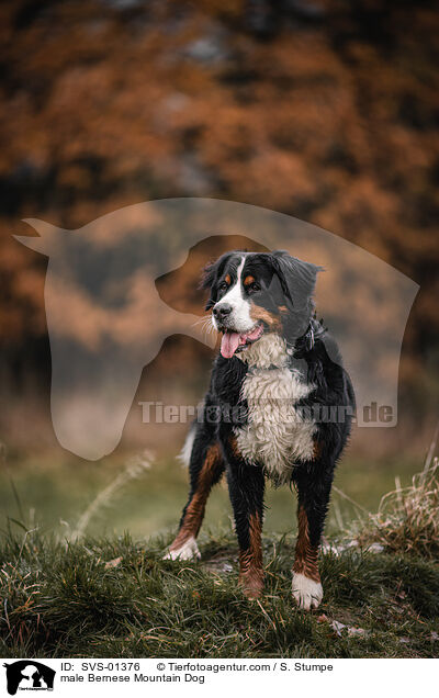 male Bernese Mountain Dog / SVS-01376
