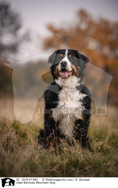 male Bernese Mountain Dog / SVS-01380