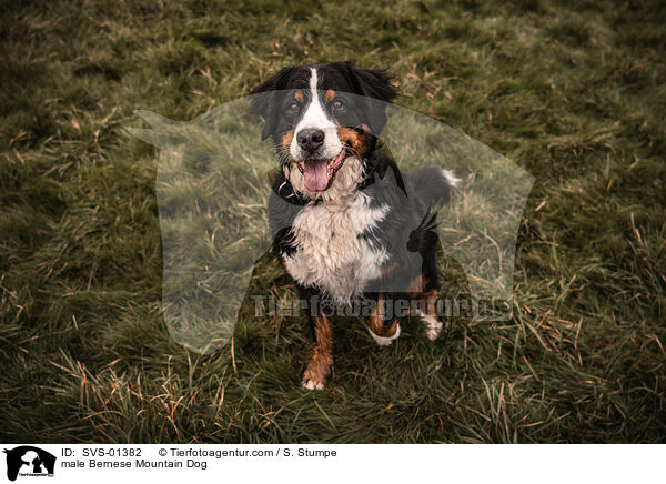 male Bernese Mountain Dog / SVS-01382