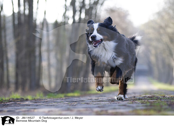 Bernese Mountain Dog / JM-14627