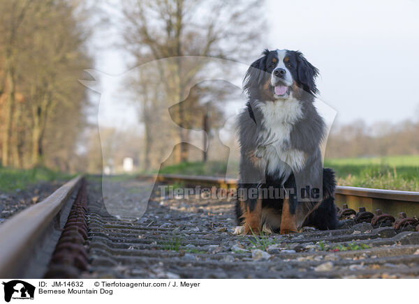 Bernese Mountain Dog / JM-14632
