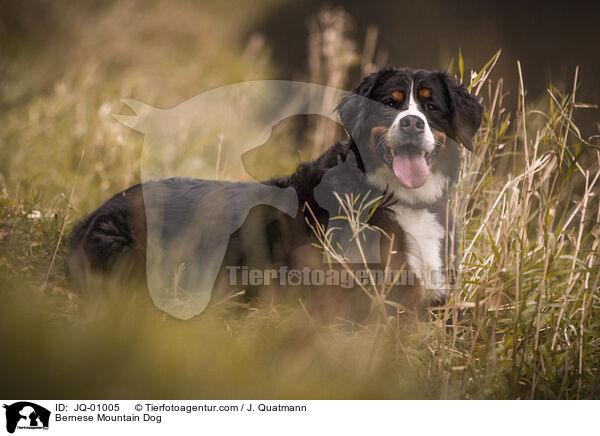 Bernese Mountain Dog / JQ-01005
